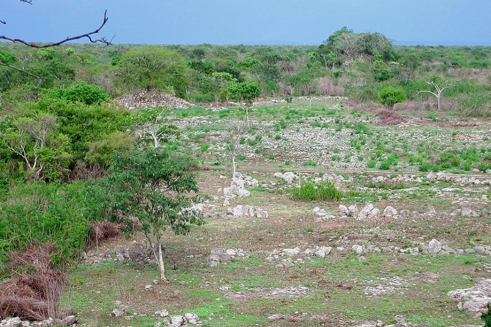 Mayan City
